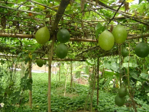 Cây gấc đang leo giàn với kỹ thuật trồng cây gấc đúng cách