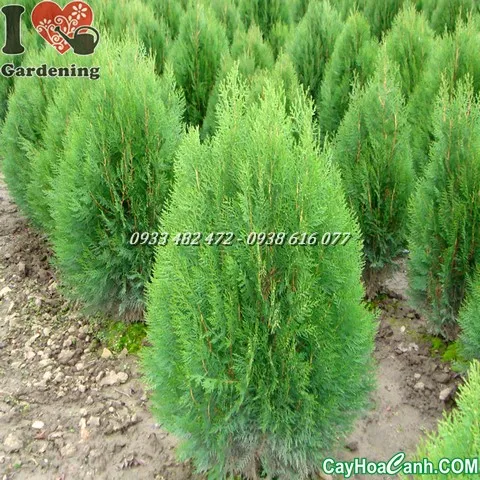 Cận cảnh lá cây Trắc Bách Diệp xanh mướt, tươi tốt