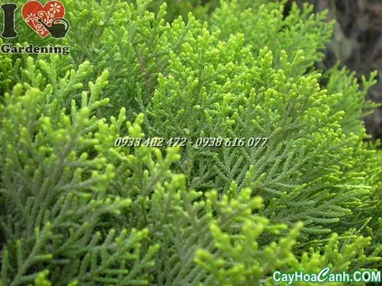 Cây Trắc Bách Diệp được trồng thành hàng làm hàng rào hoặc tạo cảnh quan