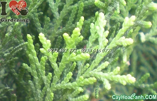 Quy trình ngâm và xử lý hạt Trắc Bách Diệp trước khi gieo