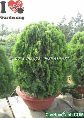 Thân cây và lá Trắc Bách Diệp xanh tươi, thể hiện sức sống mãnh liệt