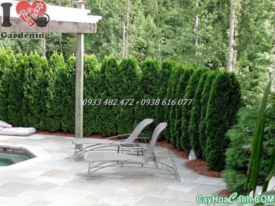 Cây Trắc Bách Diệp thân gỗ dáng đứng thẳng, biểu tượng của sự trường thọ