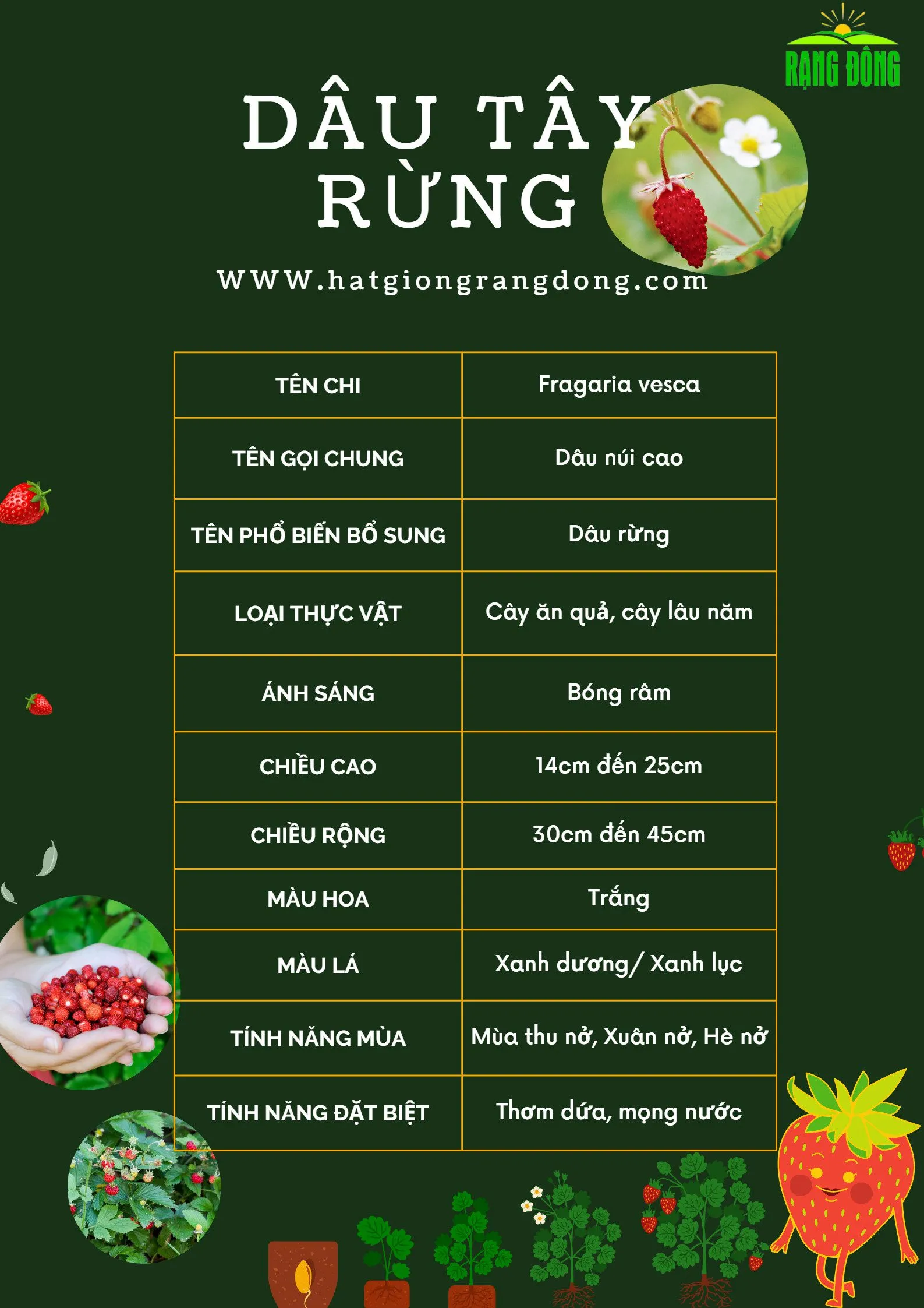 Cách Trồng Rau Bằng Khí Canh: Hướng Dẫn Chi Tiết Từ A Đến Z
