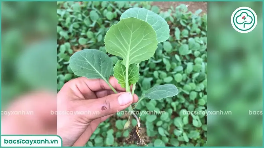 Cây bắp cải con khỏe mạnh sẵn sàng cấy theo khoảng cách trồng bắp cải quy định