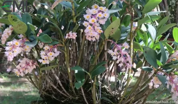 Cách trồng hoa phong lan kiều tím trong chậu