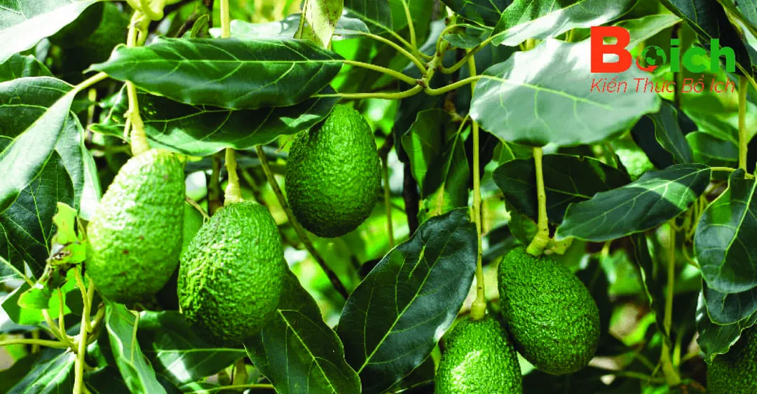 Chăm sóc cây bơ con sau khi đã được trồng vào chậu đất và phát triển khỏe mạnh