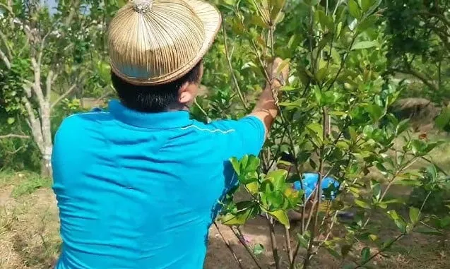 Chăm sóc cây cherry brazil: Kỹ thuật tỉa cành