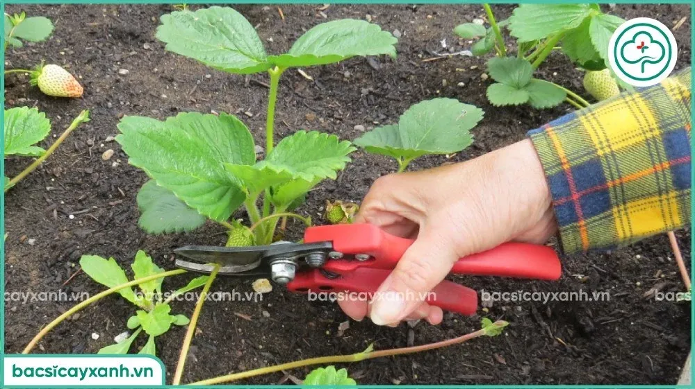 Thao tác tỉa cành và tỉa lá già cho cây dâu tây