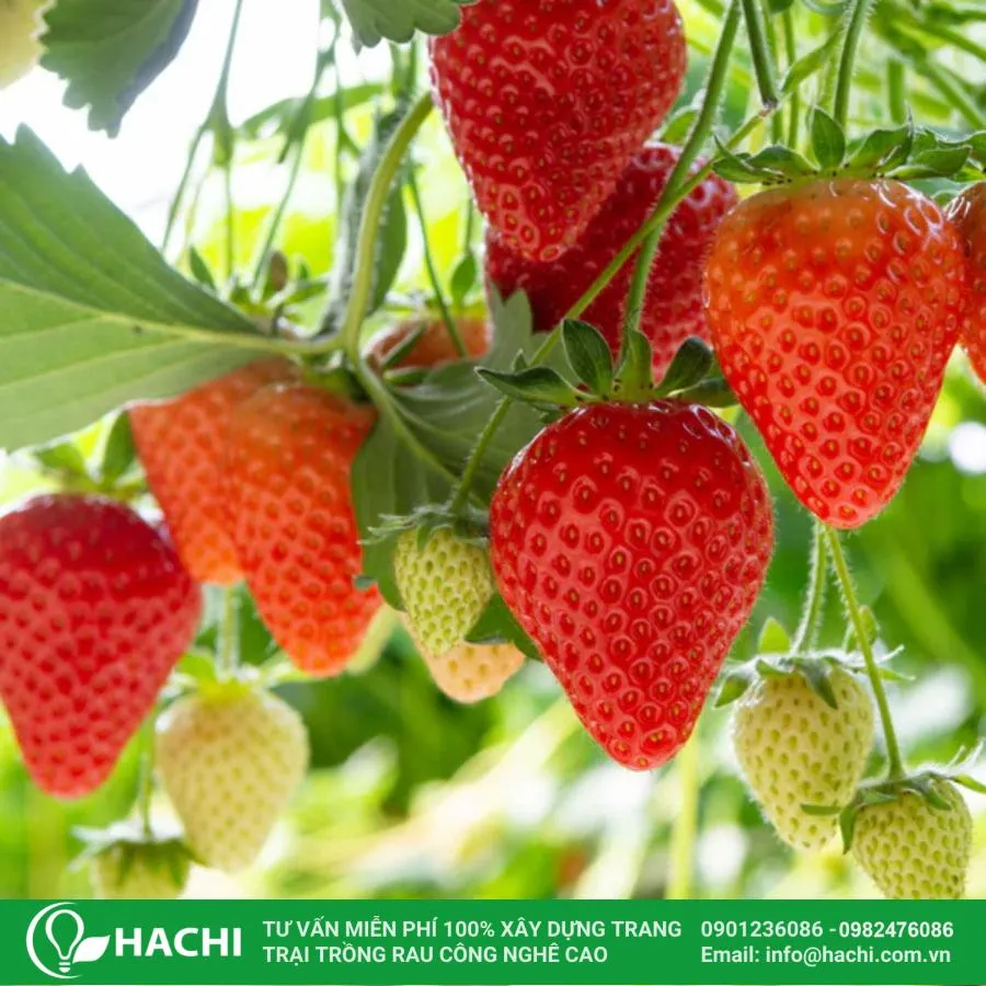 Cây dâu tây cần ánh sáng tự nhiên đầy đủ khoảng 6–8 giờ mỗi ngày để quang hợp và phát triển