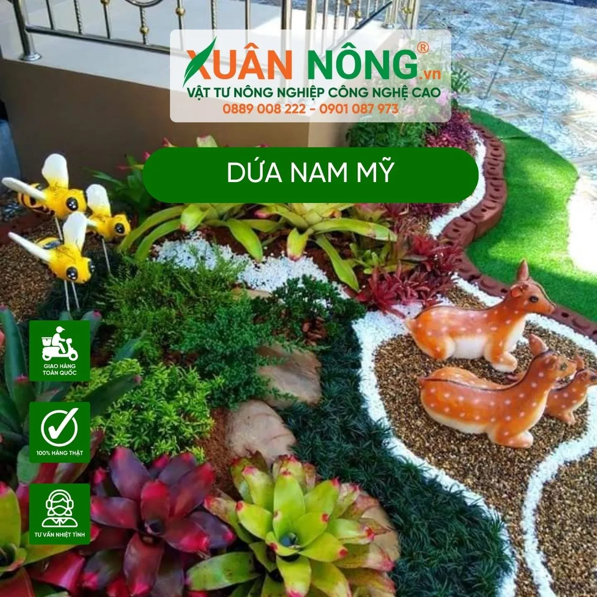 Alt text: Chăm sóc dứa Nam Mỹ với các bước tưới nước và bón phân đúng cách