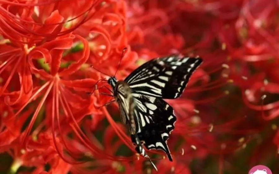 Các bước trồng