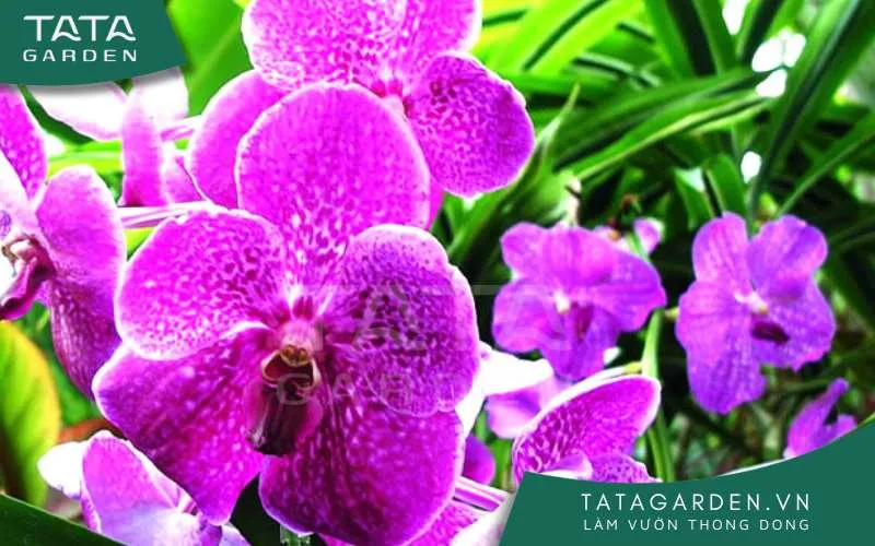 Kỹ thuật trồng lan giúp cây nhanh lớn, phát triển tốt