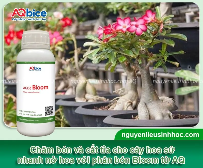 Bón phân kích cây ra hoa đồng loạt với phân bón sinh học Bloom kết hợp trong quá trình canh tác