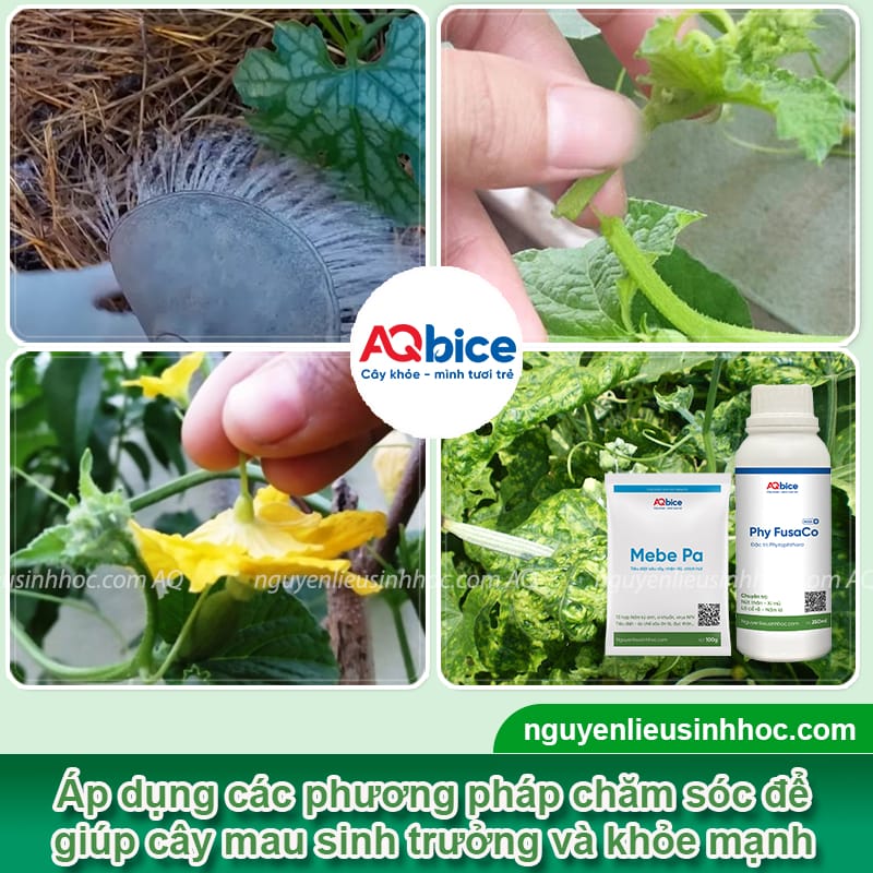 Cách Trồng Mướp Hương Sai Quả: Kỹ Thuật Chuyên Sâu Từ A Đến Z