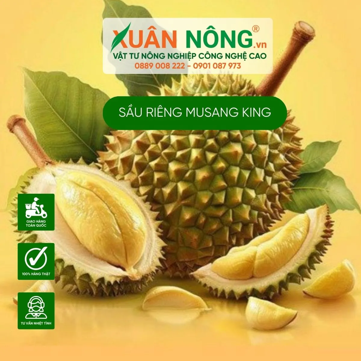 Quy trình chăm sóc và bón phân định kỳ cho sầu riêng Musang King