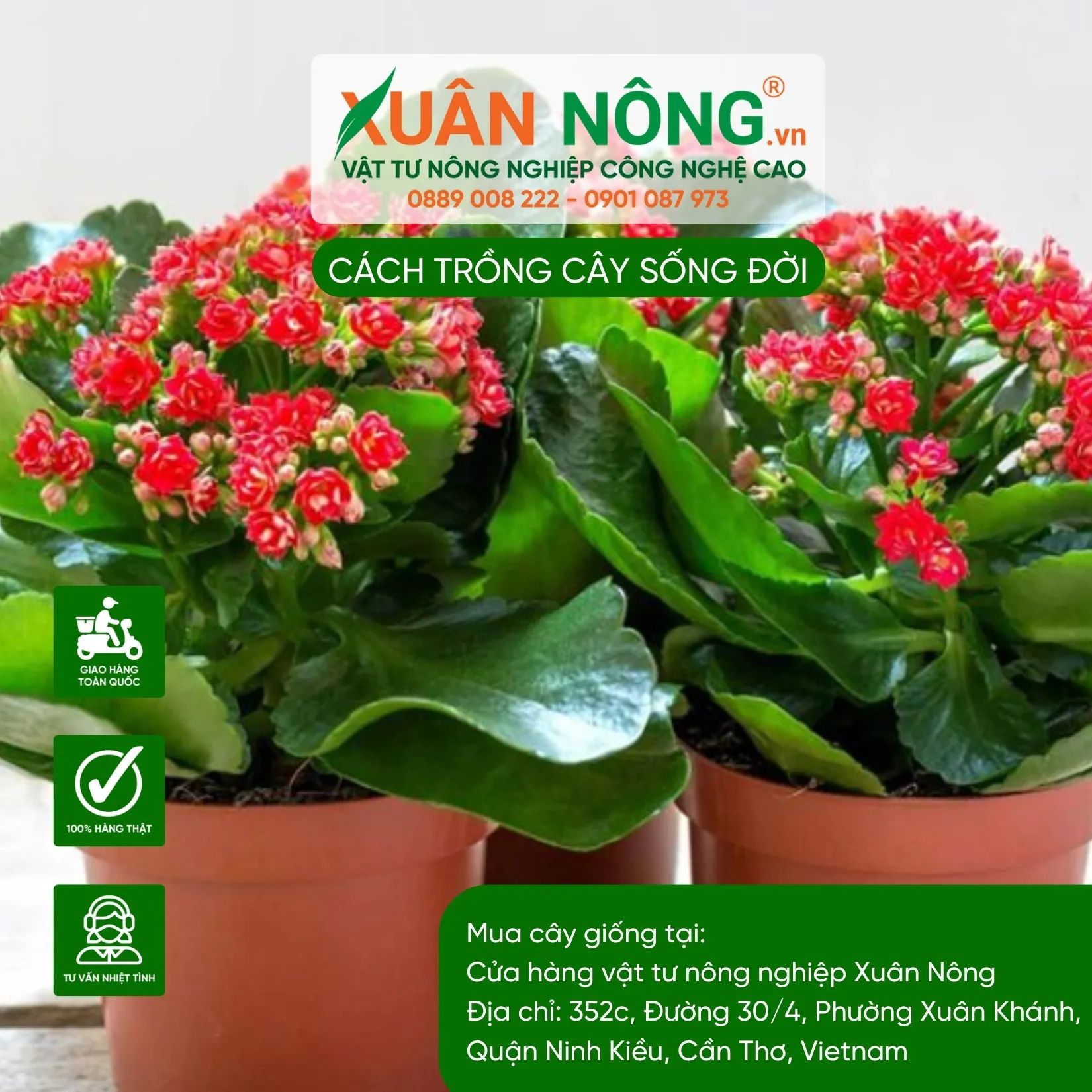 Cách chăm sóc toàn diện cây Sống Đời trong các giai đoạn