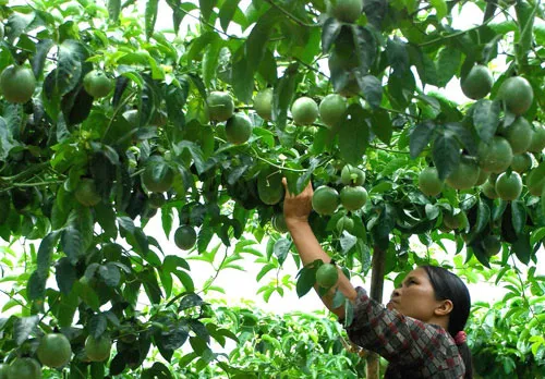 Vài mẹo nhỏ giúp chanh dây mau ra trái hơn