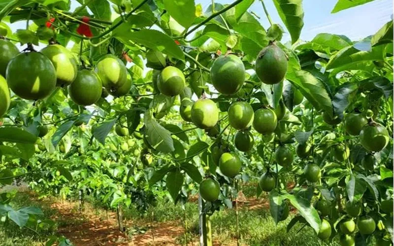 Chanh dây có nhu cầu cần nước khá nhiều