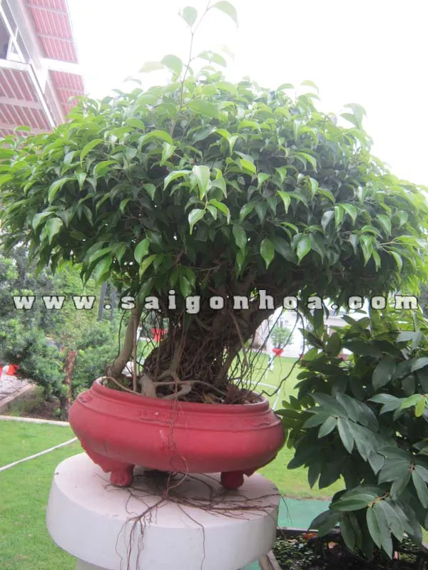 Chậu cây sanh bonsai cao 80cm với rễ khí sinh