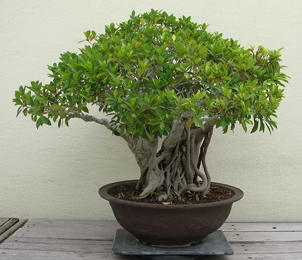 Chậu cây si bonsai cỡ lớn trang trí sân vườn