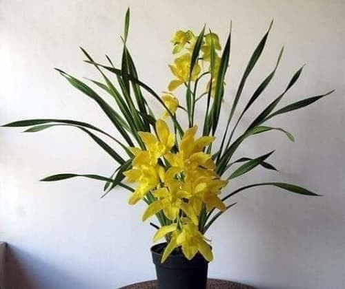 Cách Trồng Lan Cát: Hướng Dẫn Kỹ Thuật Địa Lan Hương Cát Cát Toàn Diện