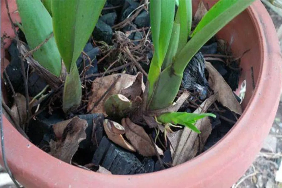 Trồng Lan Vũ Nữ trong chậu có khả năng thoát nước tối ưu