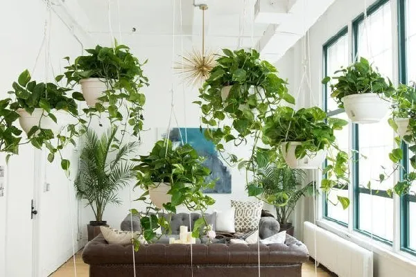 Lựa chọn loại chậu treo phù hợp và vị trí tối ưu cho cây Trầu Bà