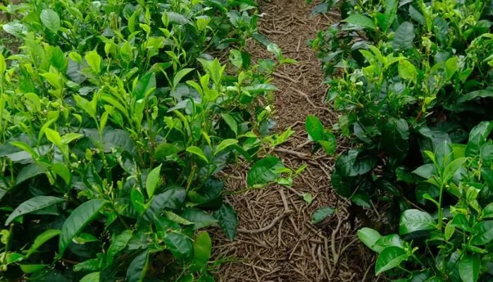 Chọn giống trồng chè xanh từ cây mẹ khỏe mạnh