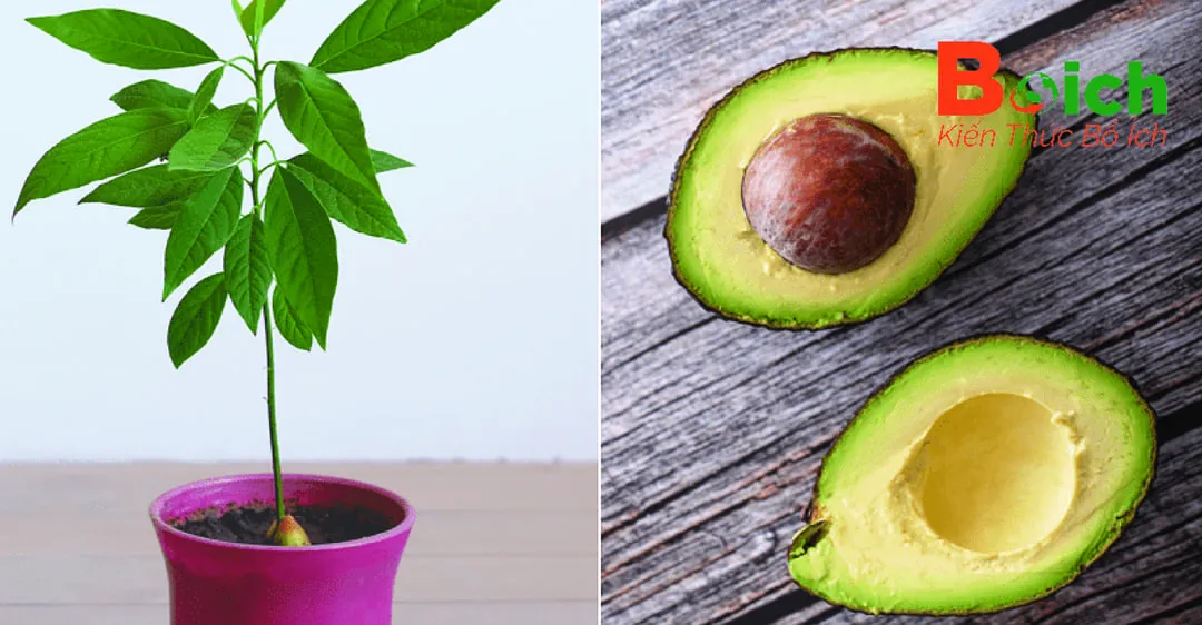 Các bước chọn lọc hạt bơ và chuẩn bị môi trường đất trồng nếu cần