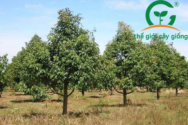 Chú ý trồng sầu riêng Ri6 với khoảng cách thích hợp để tạo độ thông thoáng cho vườn cây