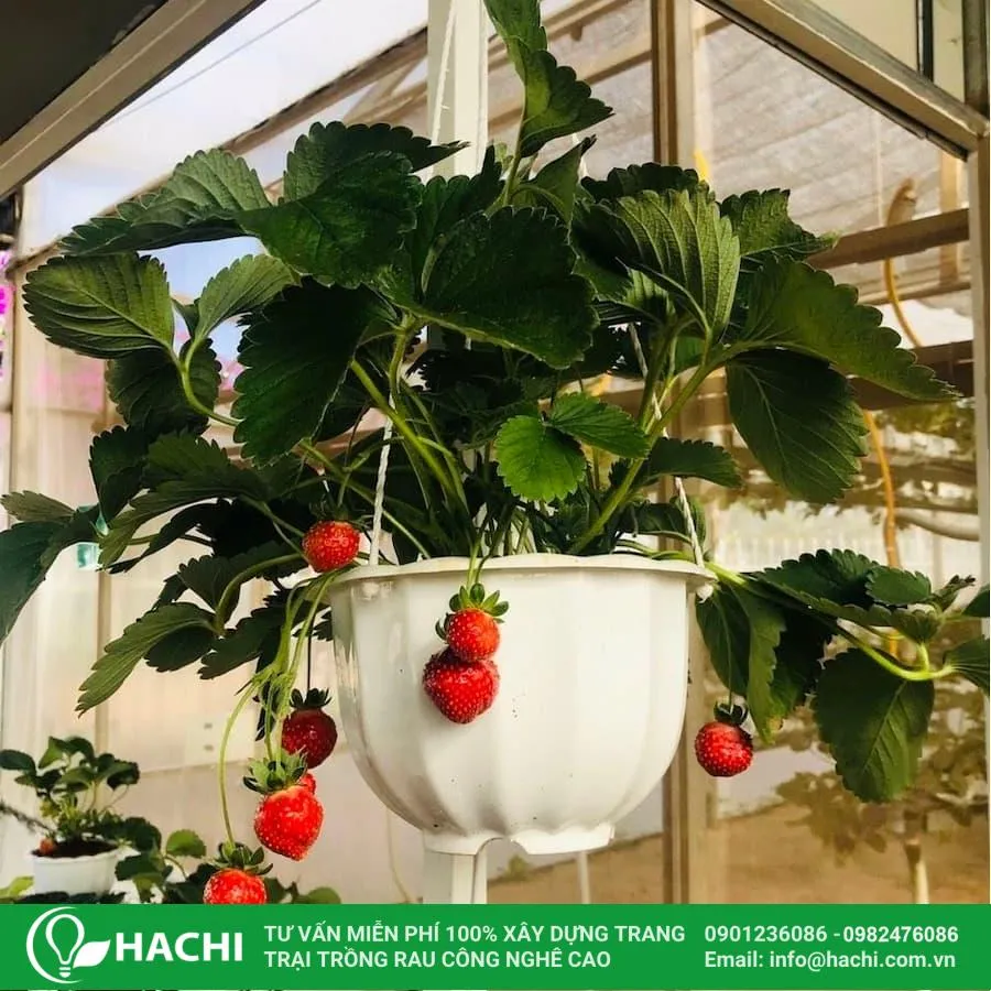 Chậu trồng dâu tây cần có độ sâu và đường kính phù hợp, cùng với lỗ thoát nước tốt để tránh úng