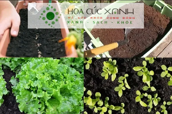 Hướng dẫn chuẩn bị thùng xốp và đất trồng sạch cho xà lách