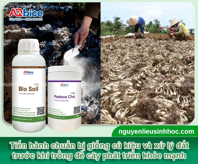Xử lý đất sạch và chuẩn bị củ kiệu giống sạch bệnh trước khi bước vào gieo trồng