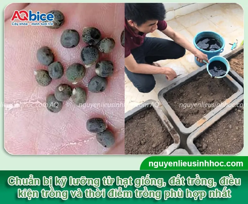 Thời điểm thích hợp nhất để trồng đậu bắp đó là vào vụ xuân từ cuối tháng 2 cho đến tháng 3 và vụ đông xuân ở cuối tháng 7 cho đến tháng 8