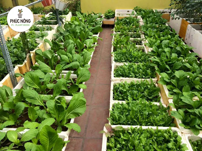 Chuẩn bị thùng xốp và đất hữu cơ trồng rau