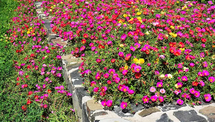 Đất trồng tơi xốp được chuẩn bị kỹ càng để đảm bảo sự phát triển tốt nhất cho hoa mười giờ