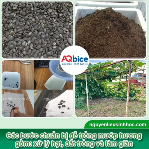 Cách Trồng Mướp Hương Sai Quả: Kỹ Thuật Chuyên Sâu Từ A Đến Z