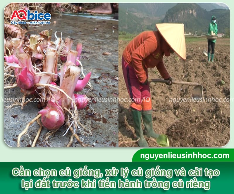 Cách Trồng Hành Củ Tại Nhà Đạt Năng Suất Cao và Kháng Bệnh Hiệu Quả