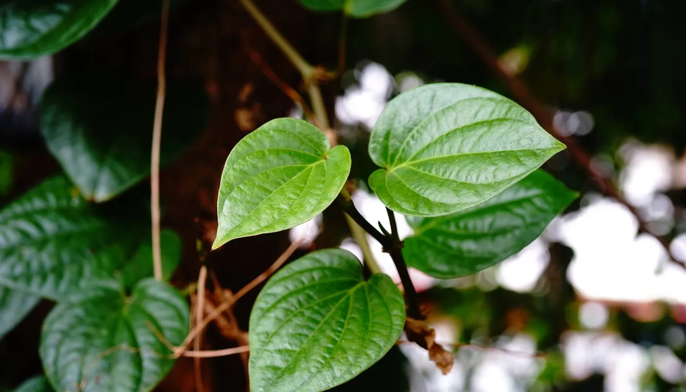 Chuẩn bị trước khi trồng cây lá lốt