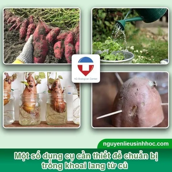 Chuẩn bị củ giống, cốc, và tăm tre để tiến hành giâm mầm khoai lang