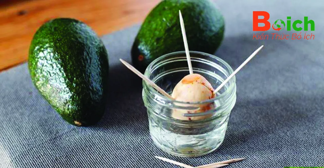 Chuẩn bị cốc nước, tăm tre và hạt bơ đã chọn lọc để trồng