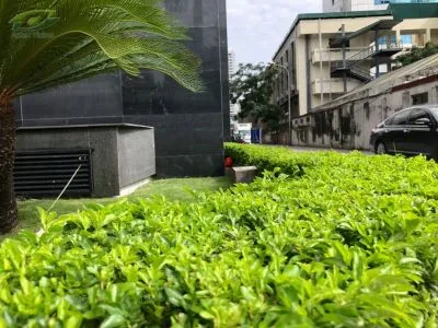 Tổng quan về cây Chuỗi Ngọc công trình, loại cây phổ biến khi tìm hiểu cách trồng cây Chuỗi Ngọc