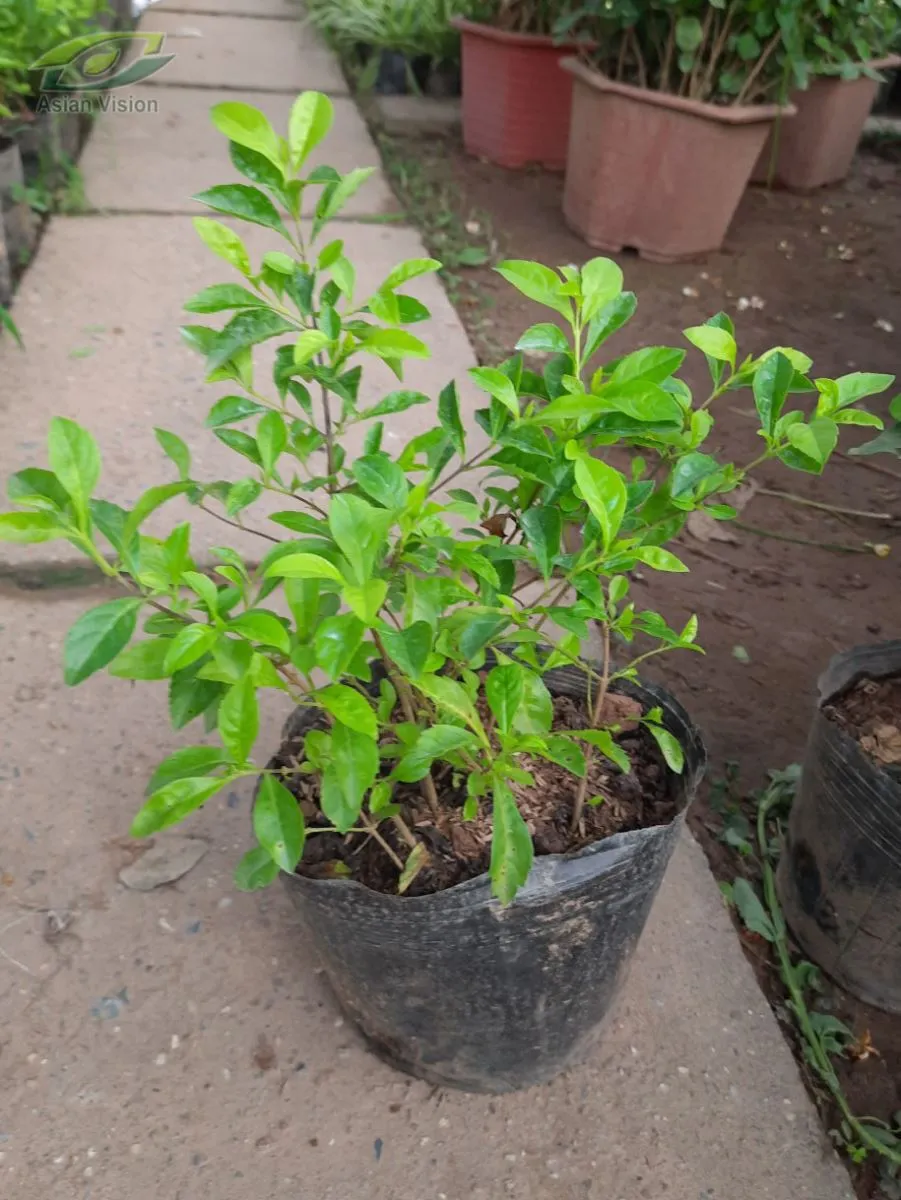 Tán lá và hoa của cây Chuỗi Ngọc, thể hiện khả năng tạo hình sau khi áp dụng cách trồng cây Chuỗi Ngọc