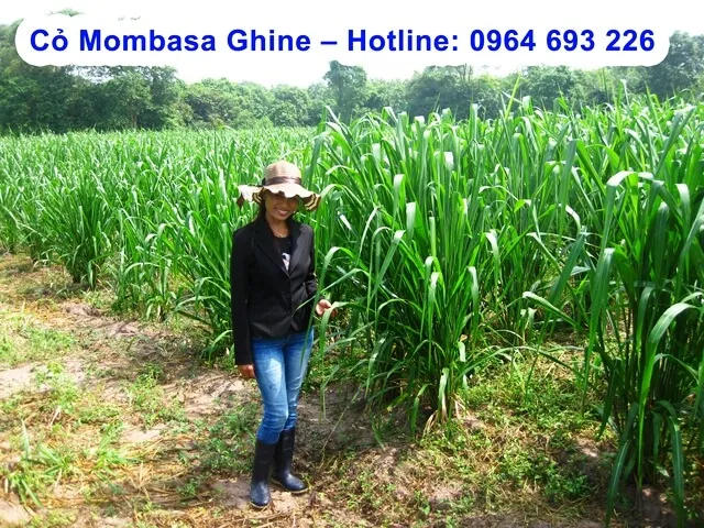 Cây cỏ Ghine Mombasa trưởng thành với thân lá mềm mượt