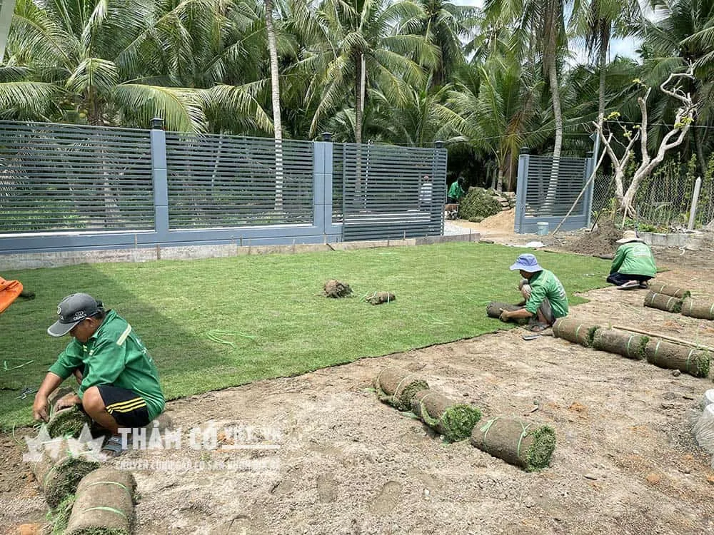 Thảm Cỏ Việt sẽ hướng dẫn tận tình cho bạn để bạn có thể tự trồng cỏ cho sân vườn nhà mình