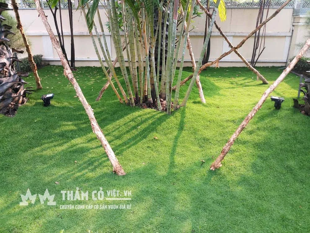 Cỏ Paspalum có tốc độ phát triển nhanh chịu dẫm đạp rất tốt thích hợp trồng ở lối đi, sân chơi hoặc lỗ gạch