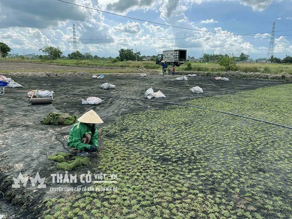 Công tác trồng nhân giống cỏ Paspalum tại vườn ươm Thảm Cỏ Việt