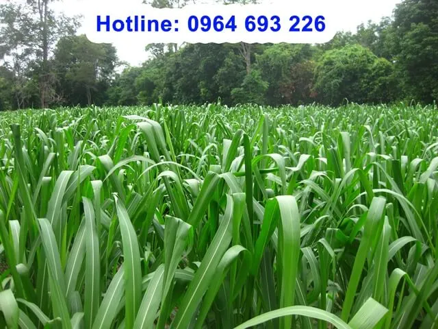 Cánh đồng cỏ Mombasa Guinea tươi tốt cho thấy năng suất cao