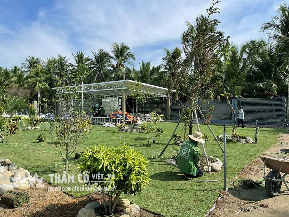 Thảm Cỏ Việt thi công trồng cỏ sân vườn Paspalum