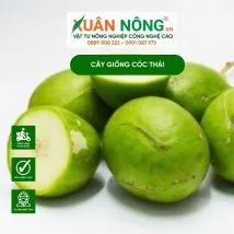 Cây giống cóc thái ghép cành khỏe mạnh, sẵn sàng cho việc trồng